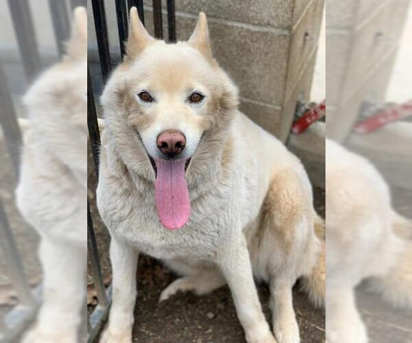 Medium Photo #1 Siberian Husky Puppy For Sale in Riverside, CA, USA