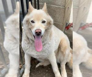 Siberian Husky Dogs for adoption in Riverside, CA, USA