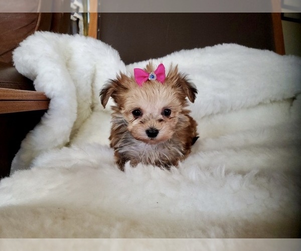 Medium Photo #7 Morkie Puppy For Sale in SANTA CLARITA, CA, USA