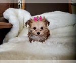 Small Photo #7 Morkie Puppy For Sale in SANTA CLARITA, CA, USA