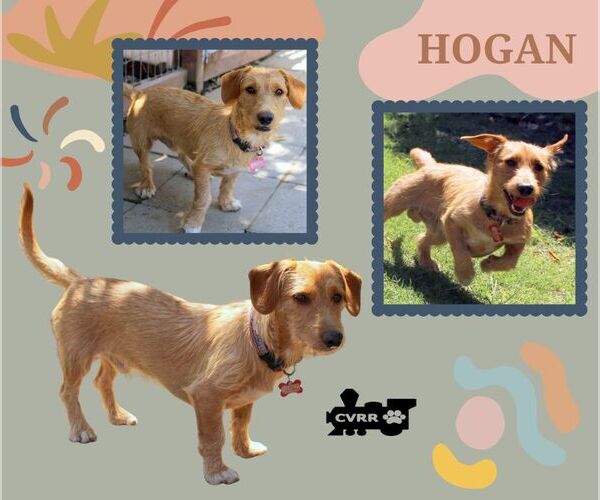 Medium Photo #1 Dachshund-Unknown Mix Puppy For Sale in Lindsay, CA, USA