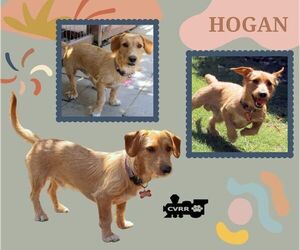 Dachshund-Unknown Mix Dogs for adoption in Lindsay, CA, USA