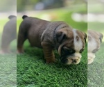 Small Photo #1 Bulldog Puppy For Sale in STOCKBRIDGE, GA, USA