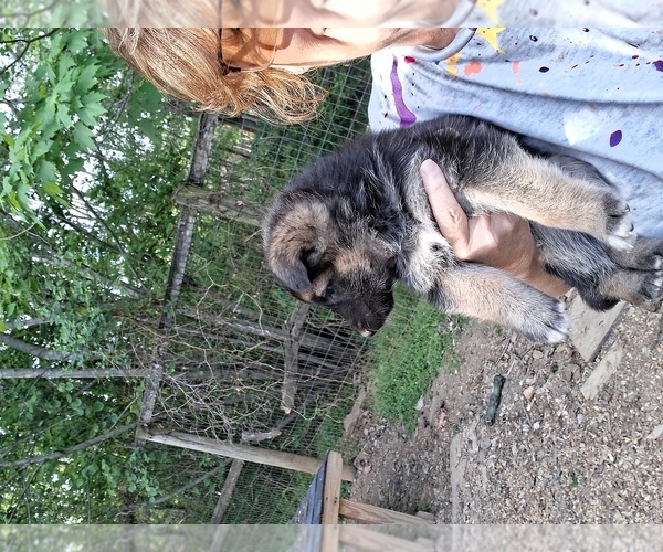 Medium Photo #5 German Shepherd Dog Puppy For Sale in GRETNA, VA, USA