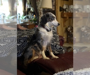 Mother of the Miniature Australian Shepherd puppies born on 12/02/2024