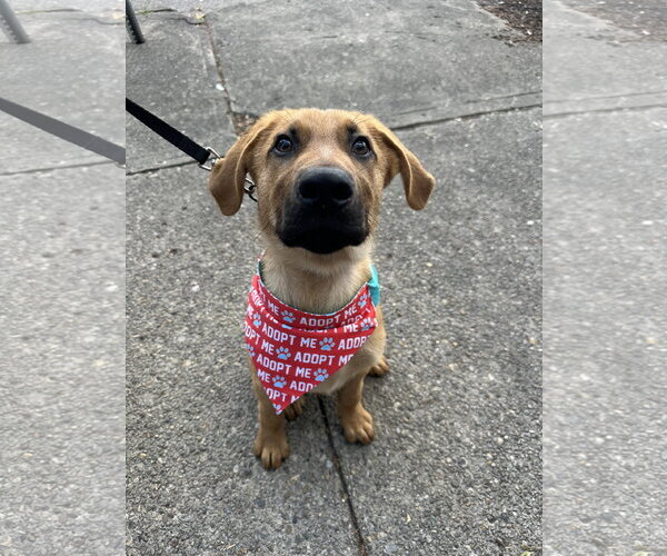 Medium Photo #1 Labrador Retriever-Unknown Mix Puppy For Sale in Germantown, OH, USA