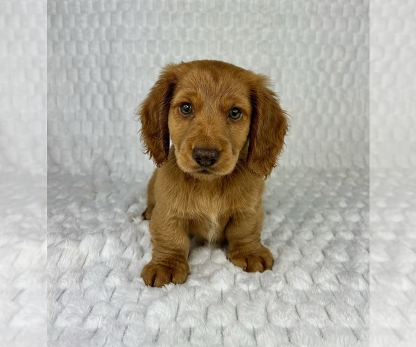 Medium Photo #4 Dachshund Puppy For Sale in FRANKLIN, IN, USA