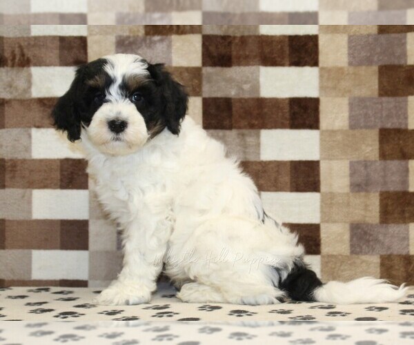 Medium Photo #4 Bernedoodle (Miniature) Puppy For Sale in DENVER, PA, USA