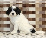 Small #3 Bernedoodle (Miniature)