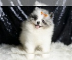 Small #4 Pomeranian