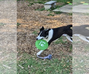Border Collie-Unknown Mix Dogs for adoption in Rustburg, VA, USA
