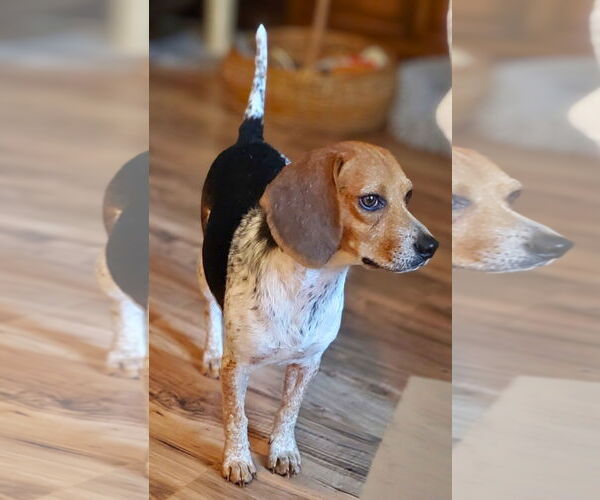 Medium Photo #1 Beagle Puppy For Sale in Dunnellon, FL, USA