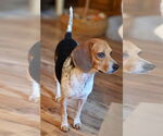 Small Beagle