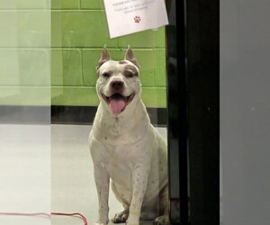 Mutt Dogs for adoption in Temple, TX, USA