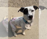 Small #2 Mutt