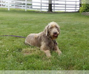 Mother of the Labradoodle puppies born on 07/11/2025
