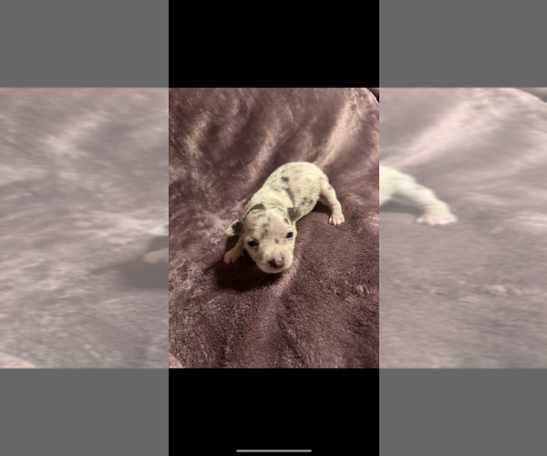 Medium Photo #16 Chihuahua Puppy For Sale in DALLAS, TX, USA