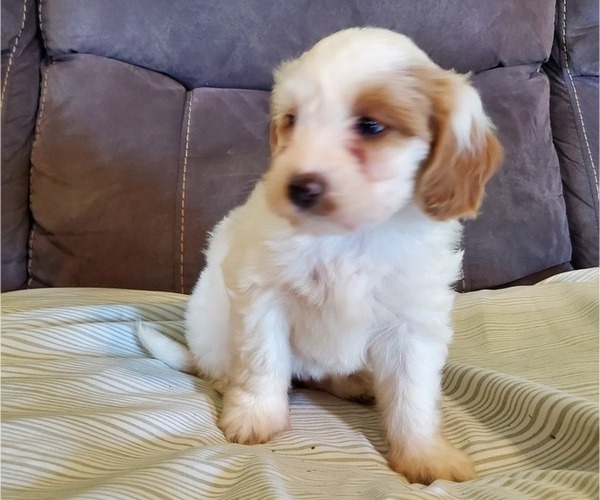 Medium Photo #23 Bernedoodle (Miniature) Puppy For Sale in LEETONIA, OH, USA