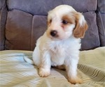 Small #22 Bernedoodle (Miniature)