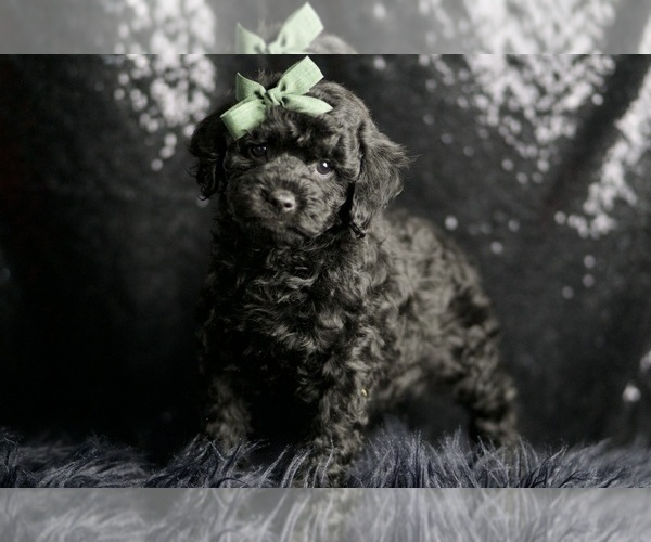 Medium Photo #5 Poodle (Miniature) Puppy For Sale in WARSAW, IN, USA