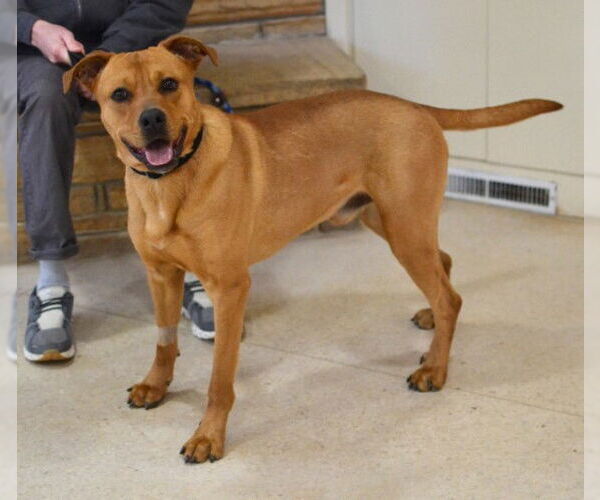 Medium Photo #2 Labrador Retriever-Unknown Mix Puppy For Sale in Enfield, CT, USA