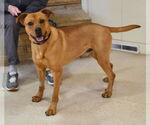 Small #1 Labrador Retriever Mix