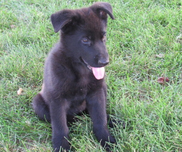 Medium Photo #1 German Shepherd Dog Puppy For Sale in COLUMBUS, NE, USA