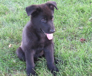 German Shepherd Dog Puppy for sale in COLUMBUS, NE, USA