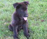 Small German Shepherd Dog