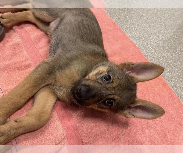Medium Photo #2 Mutt Puppy For Sale in Andover, MN, USA