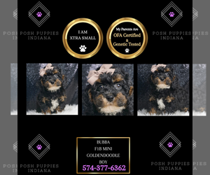 Goldendoodle (Miniature) Puppy for sale in WARSAW, IN, USA