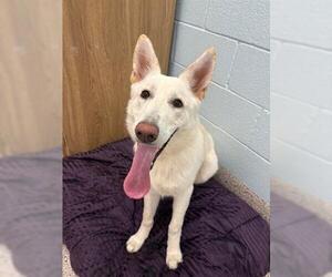 German Shepherd Dog-Siberian Husky Mix Dogs for adoption in Brighton, CO, USA