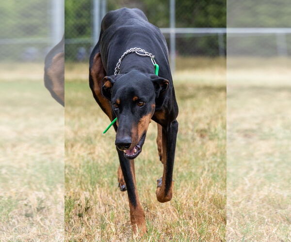 Medium Photo #3 Doberman Pinscher Puppy For Sale in Devine, TX, USA