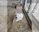 Small Photo #1 Golden Retriever Puppy For Sale in YUCAIPA, CA, USA