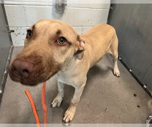 Black Mouth Cur Dogs for adoption in Tavares, FL, USA
