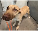 Small Black Mouth Cur