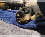 Small Photo #4 Australian Shepherd Puppy For Sale in RAYMORE, MO, USA