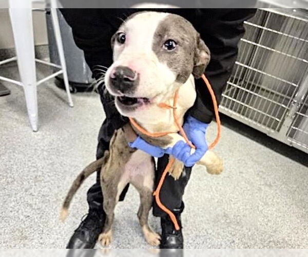 Medium Photo #2 Mutt Puppy For Sale in Houston, TX, USA