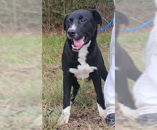 Medium Photo #1 Labrador Retriever-Unknown Mix Puppy For Sale in Wetumpka, AL, USA