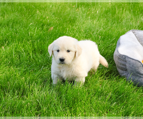 Medium Photo #2 English Cream Golden Retriever Puppy For Sale in SYRACUSE, IN, USA