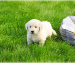 Small #1 English Cream Golden Retriever