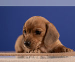 Small Photo #35 Dachshund Puppy For Sale in CROWLEY, TX, USA