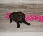 Small Photo #3 Labrador Retriever Puppy For Sale in GREENWOOD, WI, USA