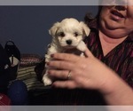 Small Photo #55 Maltese Puppy For Sale in BRKN ARW, OK, USA