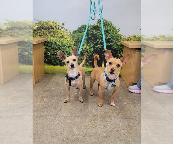 Medium Photo #7 Chihuahua Puppy For Sale in Dana Point, CA, USA