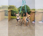 Small Photo #7 Chihuahua Puppy For Sale in Dana Point, CA, USA