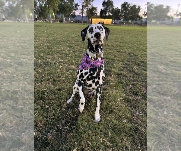 Medium Photo #1 Dalmatian Puppy For Sale in PHOENIX, AZ, USA