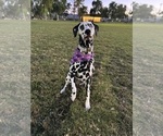 Small Photo #1 Dalmatian Puppy For Sale in PHOENIX, AZ, USA