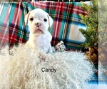 Puppy Candy Boxer