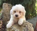 Puppy 5 Great Pyrenees-Poodle (Toy) Mix